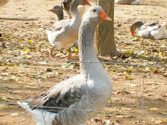The Gander Goose